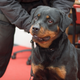Image for article titled Wedding Crasher Bites Cop, Dog After Police Are Called to Remove Him